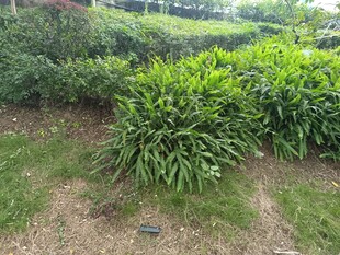 绿意盎然的户外植物景观