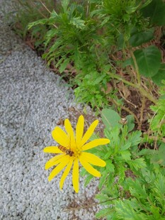 路边绽放的黄色小野花