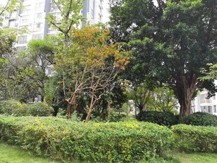 城市中的绿意盎然园林景观