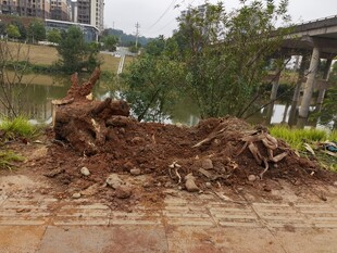 道路旁倒下的树木