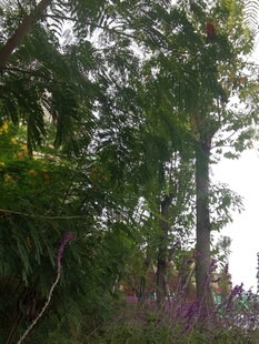 繁茂树林中的绿植景观