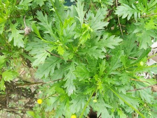 嫩绿艾草植株特写