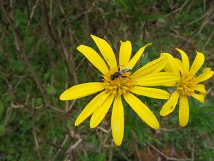 黄色小花上的蜜蜂