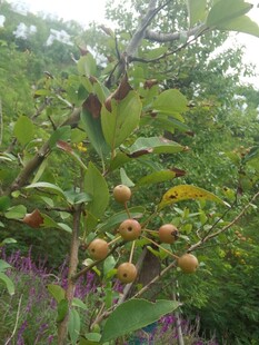 枝头硕果累累的繁茂景象