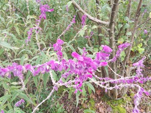 紫色花卉绽放于绿植间