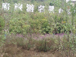 荒野中的野生植物景观