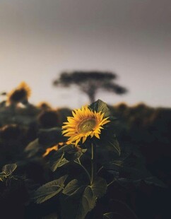 夕阳下的向日葵