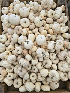 新鲜白蘑菇堆成小山