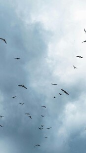 群鸟翱翔于多云天空