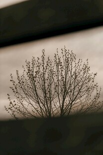 透过缝隙看枯树