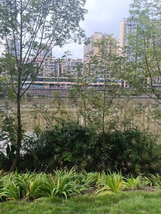 城市中的绿植景观