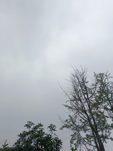 阴天中的树木景象