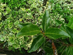 翠绿叶片植物特写