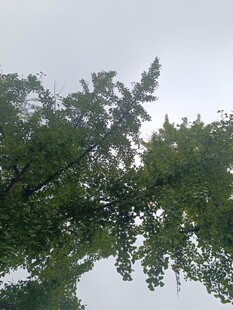 仰视茂密绿树树冠