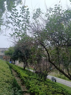 林荫步道旁的绿植景观