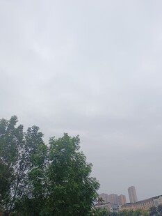 阴天城市中的绿树景观