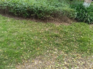 户外草地与绿植景观