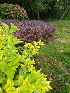 多彩绿植装点的美丽花园