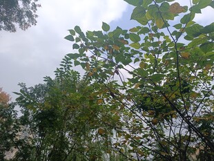 仰视繁茂绿树与天空