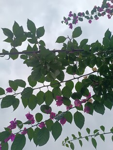 绿叶间绽放的紫色花朵