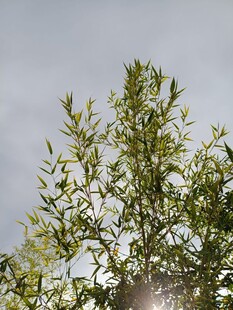 阳光下的翠绿枝叶