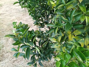 绿叶繁茂的绿色植物