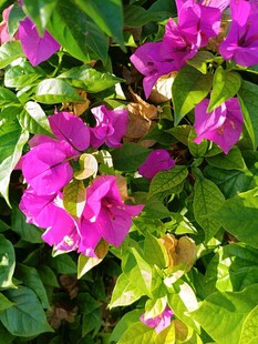 艳丽三角梅绽放绿叶间