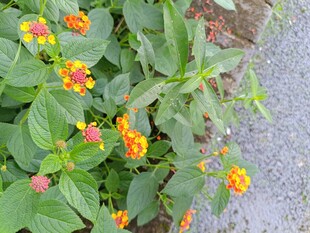 路边多彩小花绽放