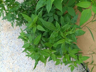 翠绿植物生机盎然