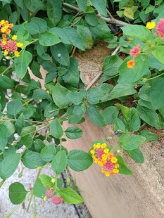 多彩小花绽放绿叶间