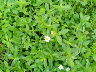 嫩绿草丛中的小白花