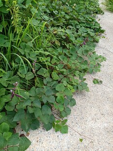 路边繁茂的三叶草景观