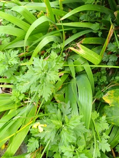 翠绿繁茂的多样植物