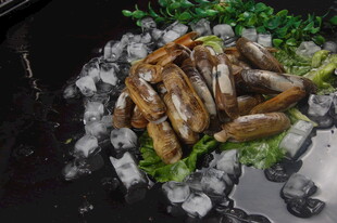 冰镇蛏子海鲜美味佳肴