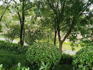 绿意盎然的庭院绿植景观