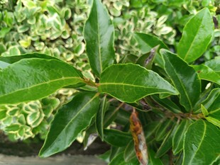 翠绿叶片植物特写