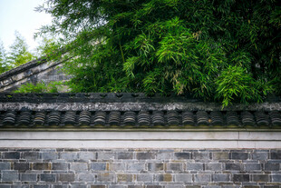 青砖古墙旁的葱郁绿植