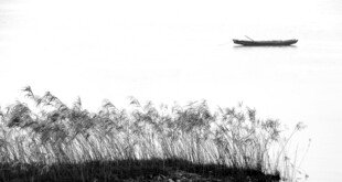 孤舟横于芦苇之上