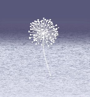 孤独蒲公英于广袤天地间