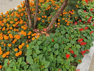 多彩花卉环绕树干景观