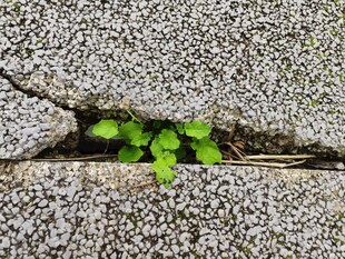 石缝中顽强生长的绿意