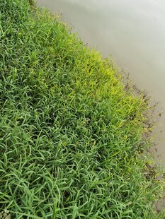 岸边嫩绿茂盛的青草