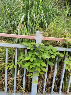 栅栏旁绿意盎然的攀爬植物