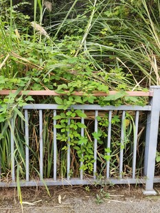 绿植缠绕的金属栏杆