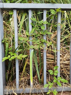 栅栏间生长的繁茂绿植