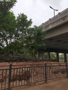 桥下绿植与围栏景观
