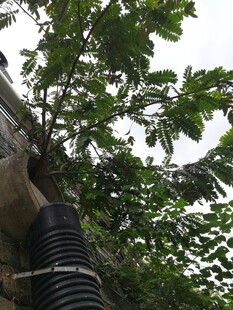 管道旁繁茂的绿叶植物