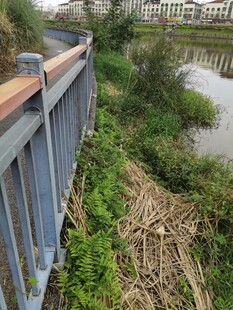 河边护栏旁的自然景致