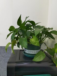 桌上绿植清新自然生机足