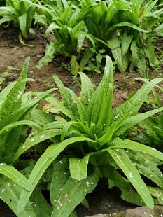 田间嫩绿的车前草植株